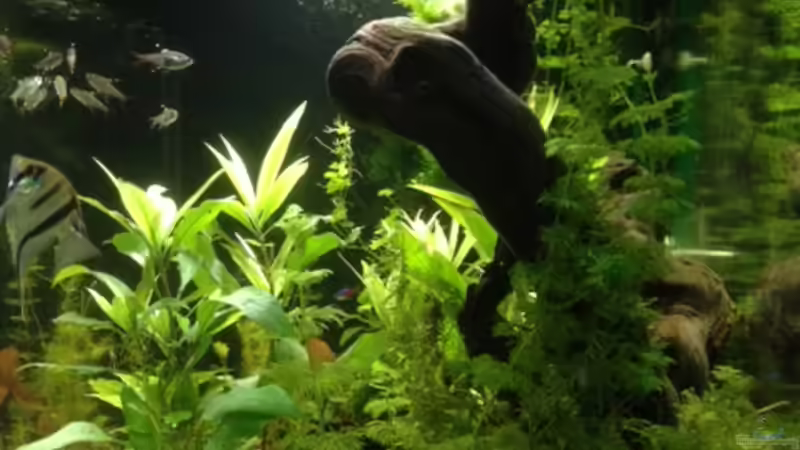 rechte Seite...  von Tarmina (5)