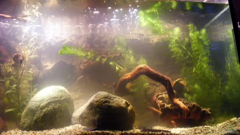 Rechte Seite... von Falk (44)