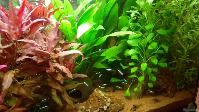 rechte Seite - 06.01.2012 von SpL (13)