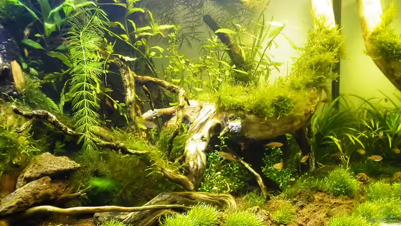 Rechte Seite - 24.05.2011 von bergfrau (13)