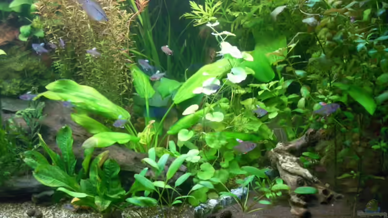 Rechte Seite  ( aktuell vom 15.04.08 ) von Vabene (3)