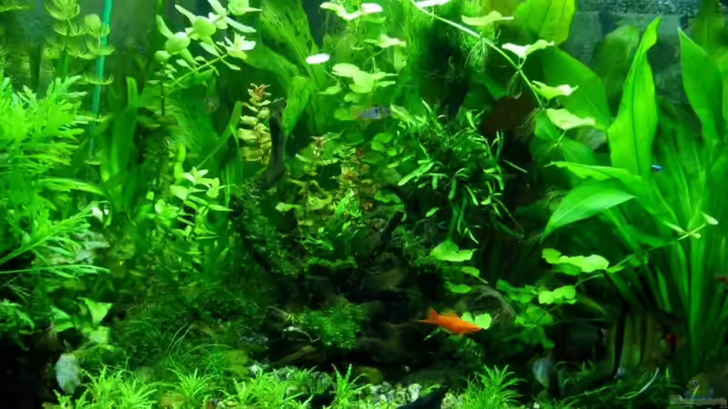 rechte Seite - März 2011 von Volkmar1 (9)