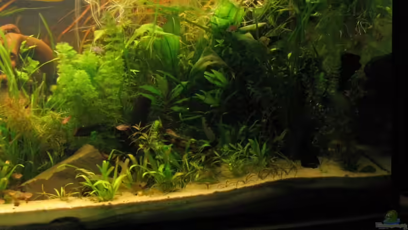 rechte Seite - Pflanzen am 10.03.2010 von Sado-Uwe (8)