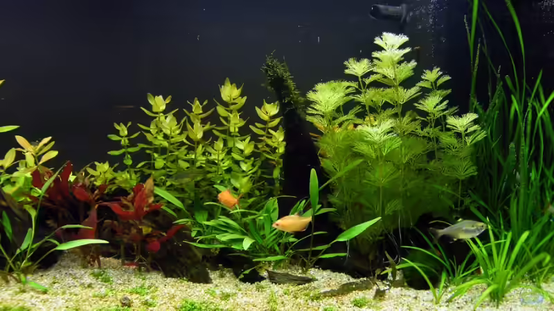 Rechte Seite - Stand: 14.07.2009 von Rob86 (4)