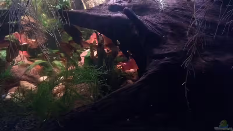 Rechte Seite - The Dark Zone :) von Harald Kästner (12)