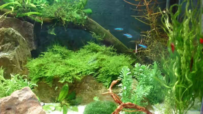 rechte Seite - Update 28.6.2014 neu eingerichtet von Grünhexe (157)