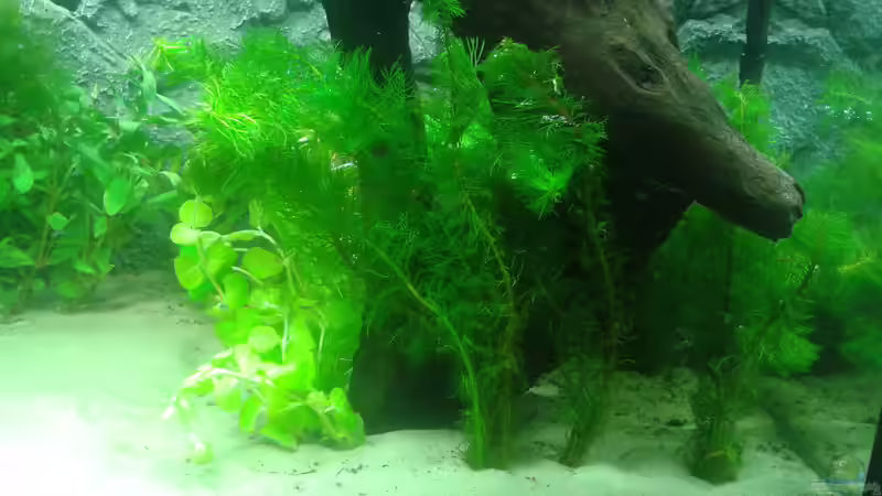 rechte Seite, 26. Februar von Deoroller (35)