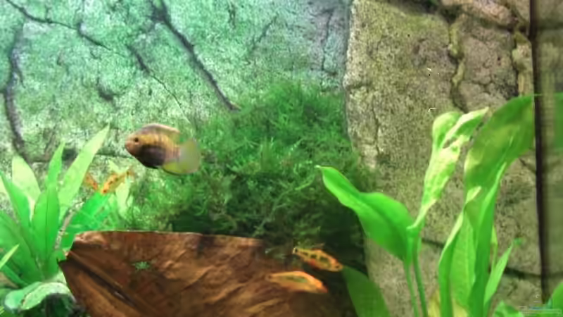 rechte Seite, die Pflanzen sind schon etwas größer von Florian Glaser (7)