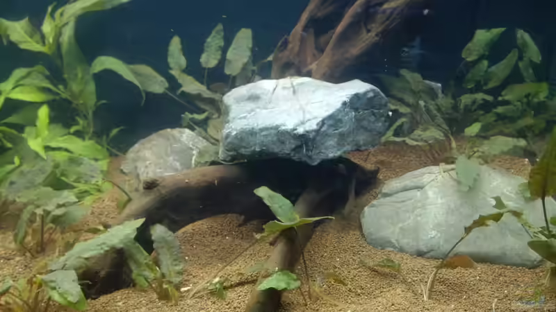 rechte Seite, die Steine sind zum beschweren der Wurzeln von Monopoly (8)