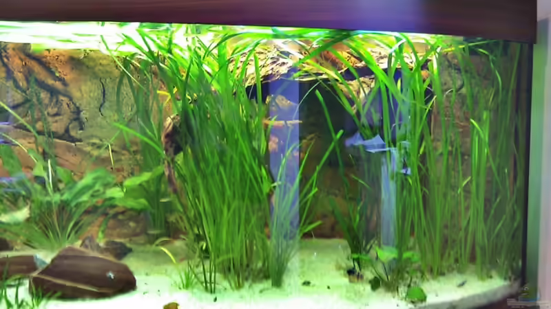 Rechte Seite: Nur noch eine große lange Wurzel von oben eingehängt von LockHeed (6)