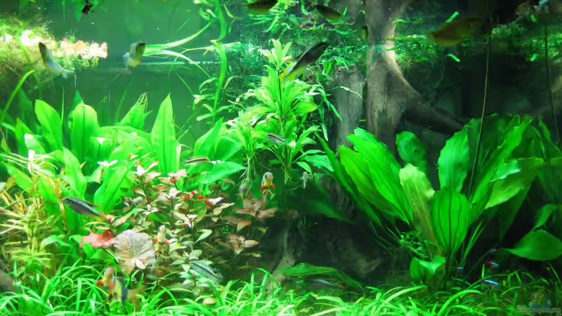 Rechte Seite, rechte Mangrove von Rheinländer (8)