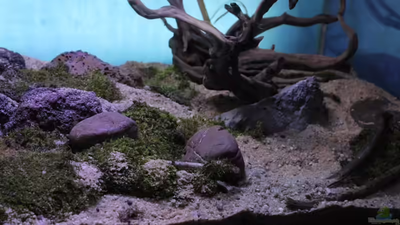 Rechte Seite  von Falk (9)