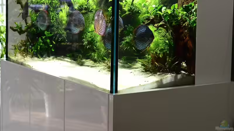 rechte Seite  von Frank Chelaifa (2)