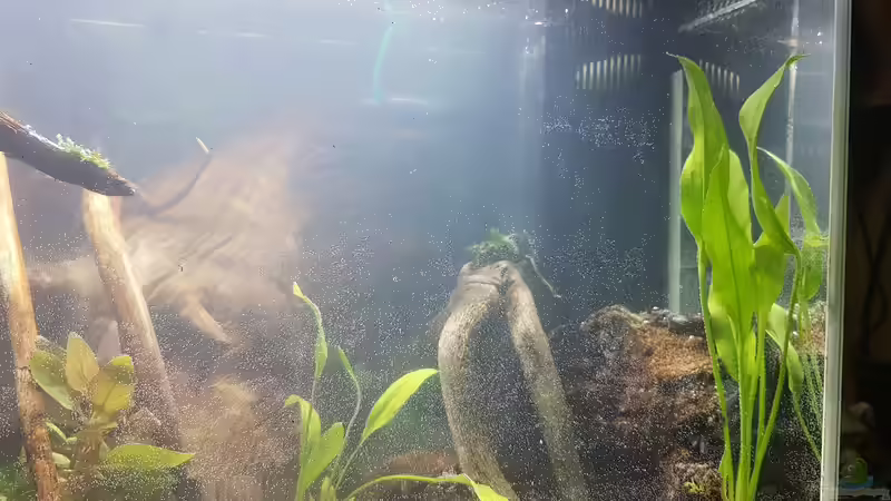 Rechte Seite  von Kevin Engelsberger (28)