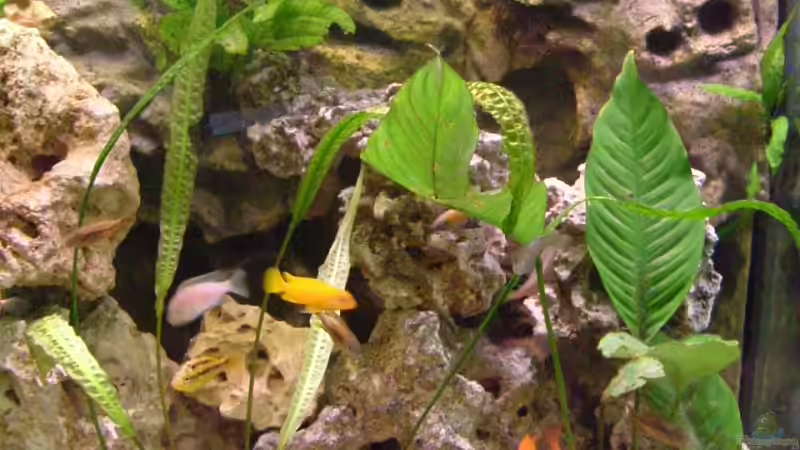 Rechte Seite  von Oliver Rädel (15)