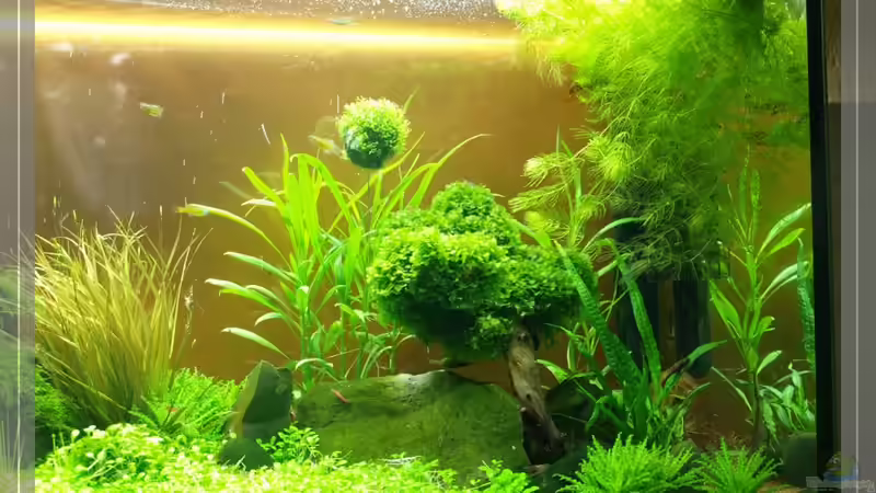 Rechte Seite  von Pseudomugil (4)