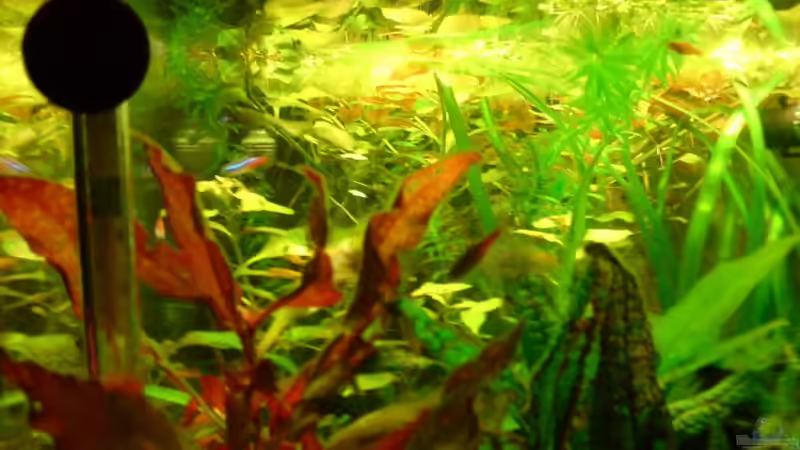 Rechte Seite  von ThomasS. (6)