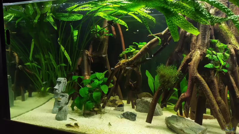 rechte Seite  von vauen (6)