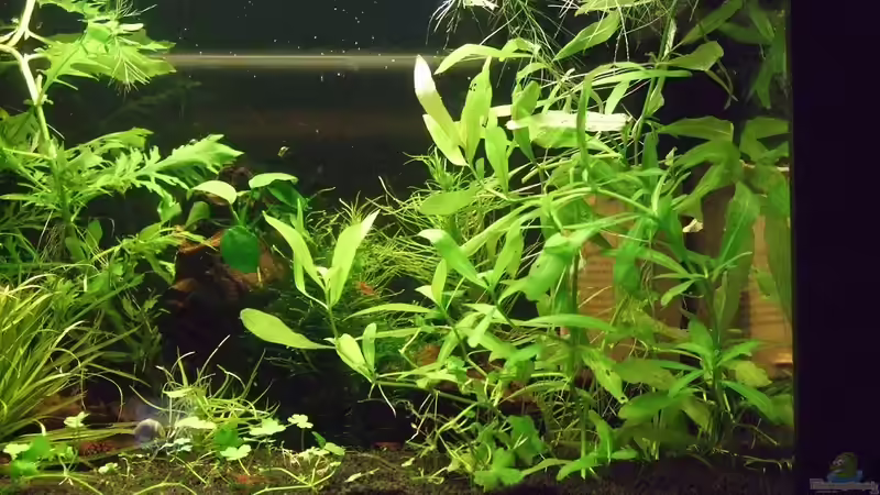 rechte Seite, zu Beginn von lukasg (6)