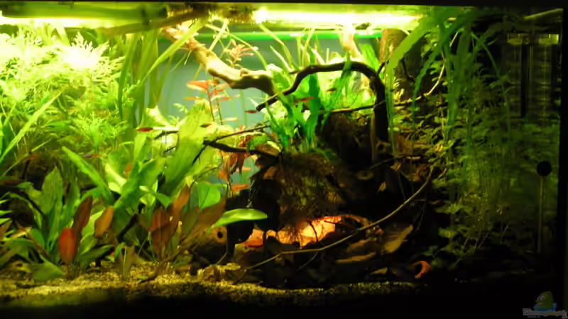 Rechte Seite 03/2013 von Peggy (5)