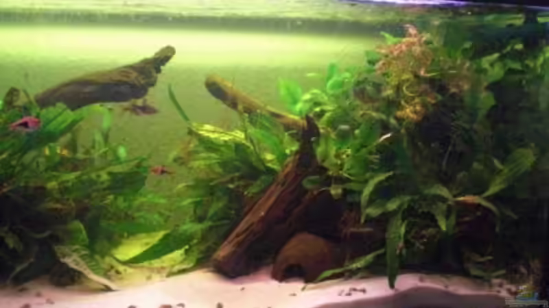 rechte Seite 05.04.09 von Dominik (6)