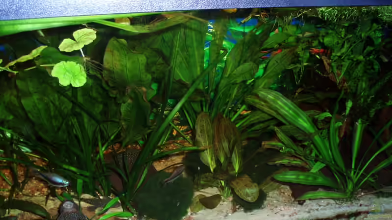 rechte Seite 06.03.10 von ~Marco~ (11)