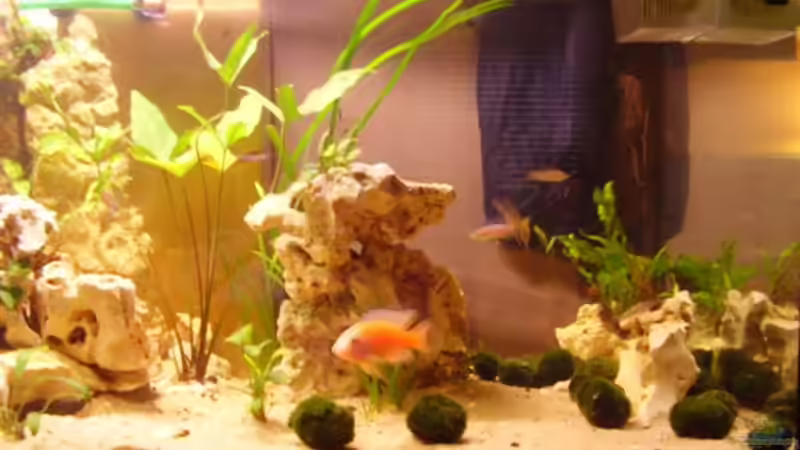 Rechte Seite 06.06.08 von Peters Laden (10)