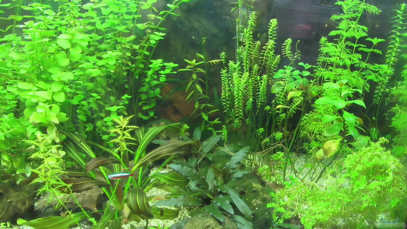 Rechte Seite 06.09.2016 von Tigerlotus (4)