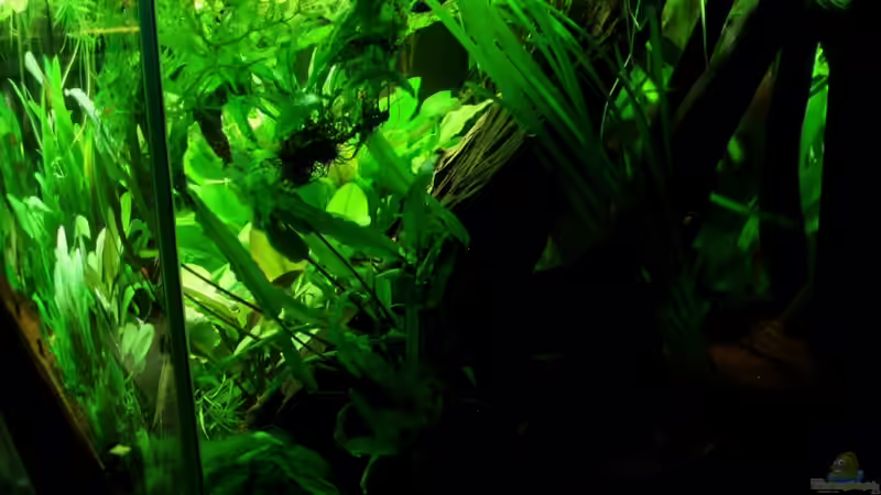 rechte Seite 07.08.11 von ~Marco~ (31)