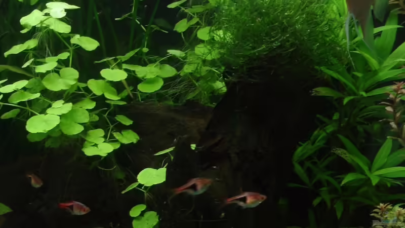 rechte Seite 09.08.08 von quickmike (5)