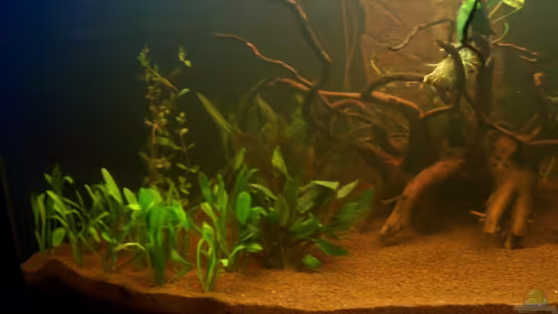 rechte Seite 1. Tag nach dem einrichten von Uwe Trauernicht (4)