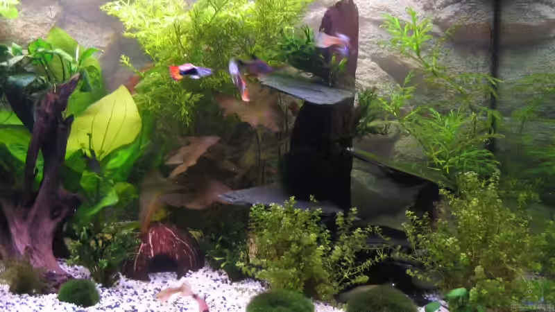 rechte Seite 11.01.07 von Monika Maier (3)