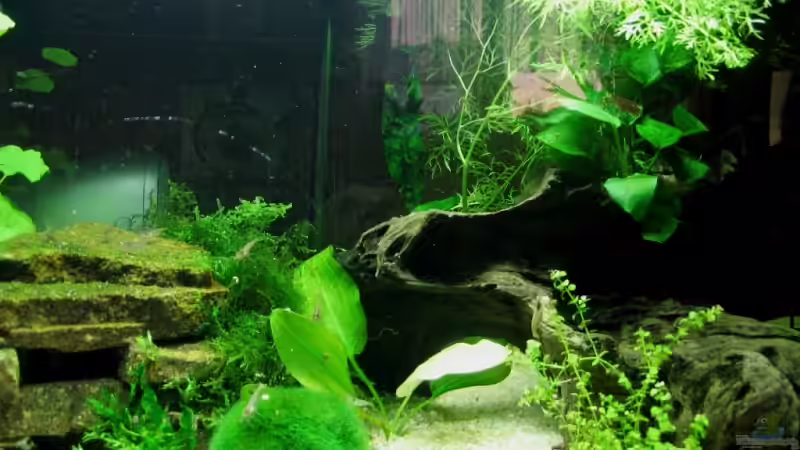 rechte Seite 11.01.07 von Monika Maier (3)