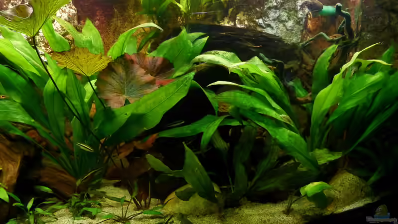 rechte Seite 16.07.13 von nokoeh (6)