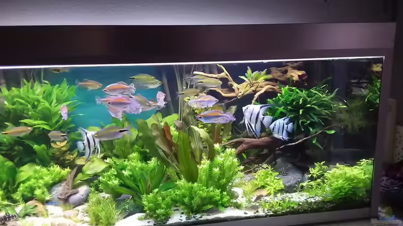 rechte Seite 19.12.19 von Grünhexe (4)