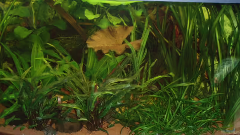 rechte Seite 20.12.09 von ~Marco~ (5)