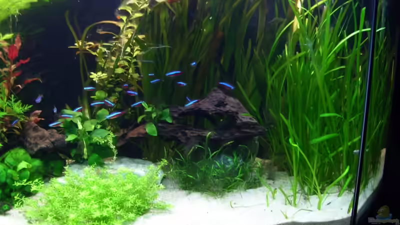 rechte seite 21.06.09 von *Andy* (8)