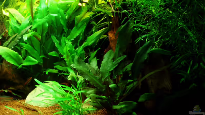 rechte Seite 21.12.11 von ~Marco~ (19)