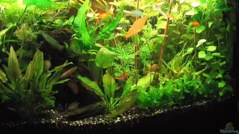 rechte Seite 28.10.09 von Danne86 (5)