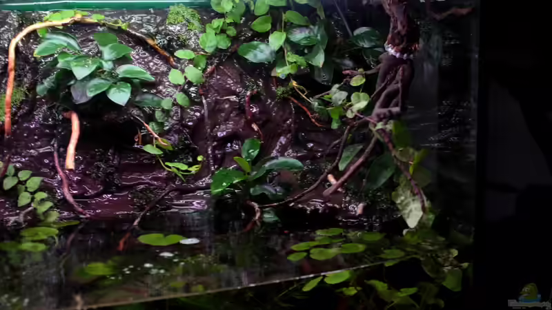 Rechte Seite 29.08.2013 von Koehler (36)