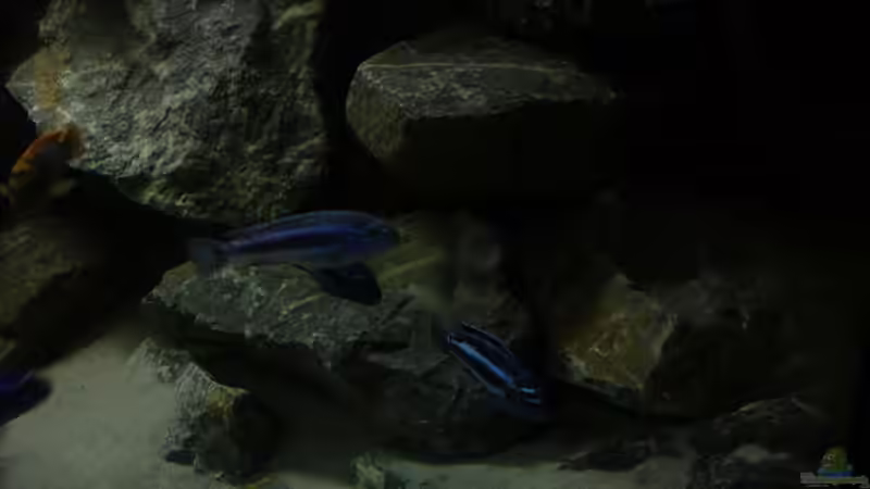 Rechte Seite 3 von Poybuna (12)