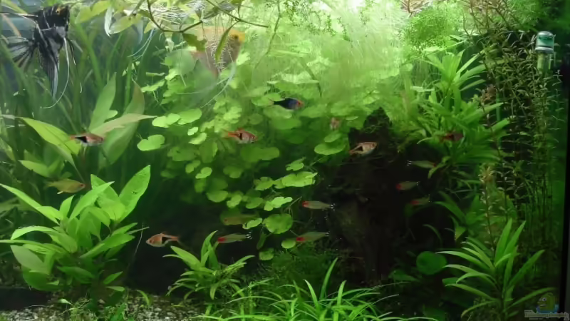 rechte Seite 31.08.08 von quickmike (7)