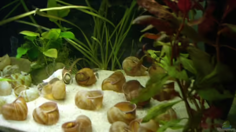 rechte Seite alt von Jenny (9)