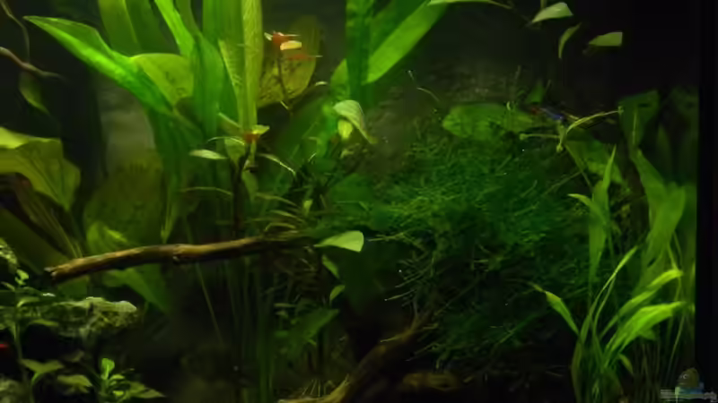 Rechte Seite am 10.06.2011 von Alfur (3)