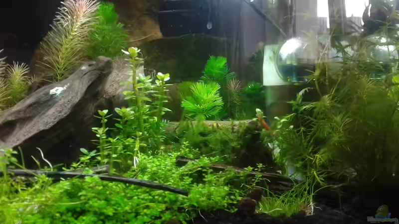 rechte Seite Anfang 06.2016 von Kai M (12)