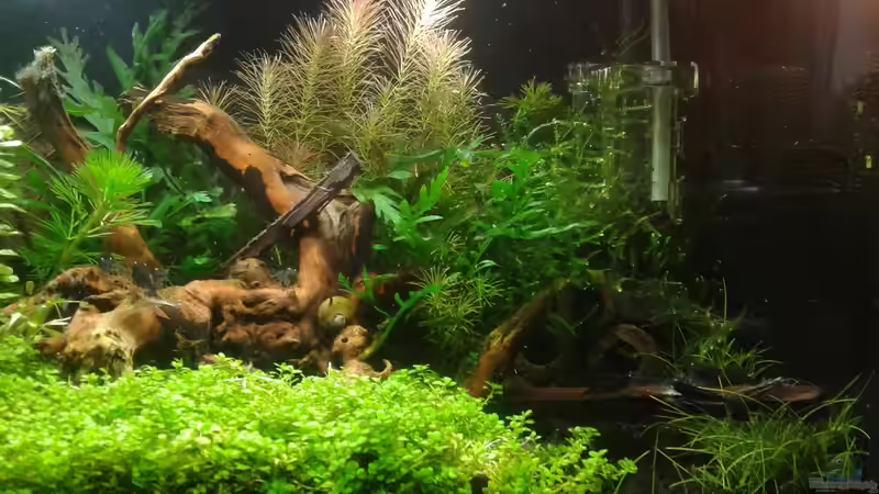 rechte Seite Anfang 06.2016 von Kai M (13)