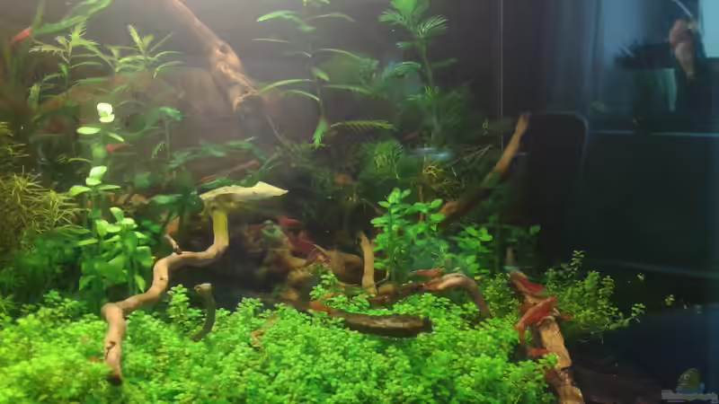 rechte Seite Anfang 06.2016 von Kai M (14)