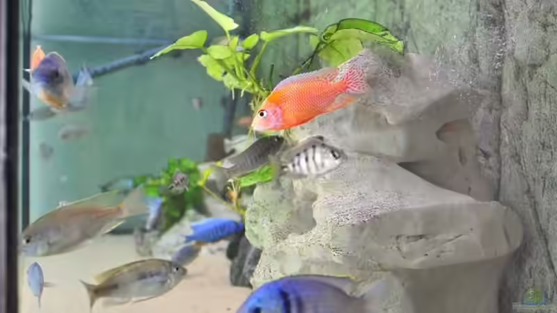 rechte seite baum von Lars Schnabel (11)