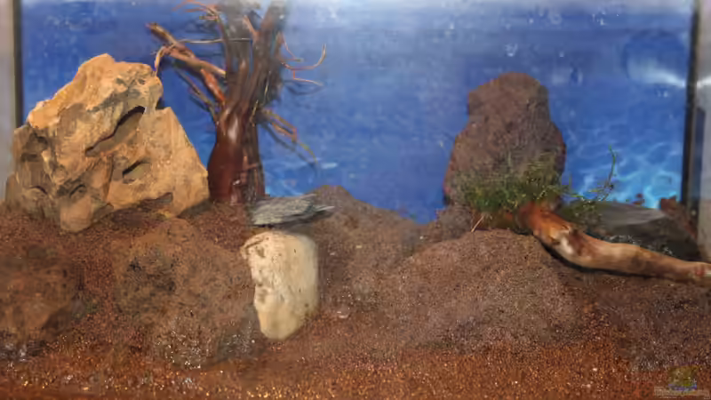 rechte Seite dekoriert von SouthAmerica (4)