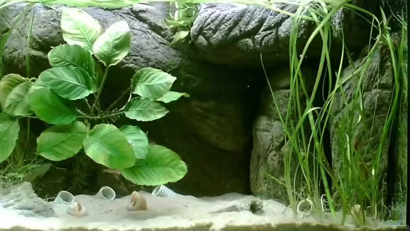 rechte Seite der Altos von Alex Stark (4)